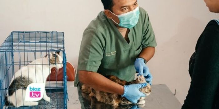 Dinas Peternakan dan Perikanan Trenggalek memfasilitasi vaksin rabies gratis bagi 40 hewan